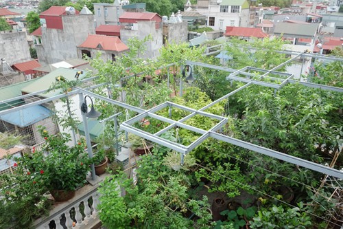 Nằm trong một con hẻm ở quận Ba Đình (Hà Nội), nhà ông Trương Văn Vũ - bà Trần Bích Liên thu hút từ xa bởi màu xanh xuất hiện khắp ban công và trên mái. Nhìn từ trên cao, phần mái xanh của tầng 6-7 nổi bật giữa rừng mái tôn xanh đỏ xung quanh