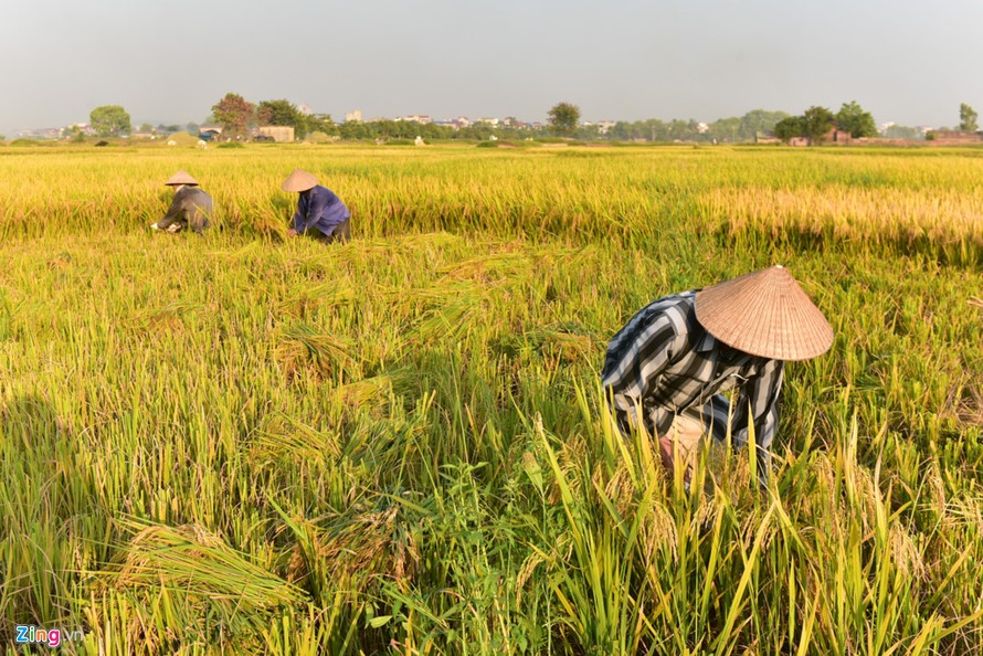 Chiều 4/6, cái nóng tại Hà Nội lên đến 41 độ C. Ở những nơi không có bóng râm, nhiệt độ có thể lên đến gần 50 độ C. Tuy vậy, những người nông dân ở huyện Quốc Oai (Hà Nội) vẫn phải ra đồng gặt lúa. Bởi nếu họ không, chỉ 2 ngày nữa, khi cơn mưa rào đổ xuốn