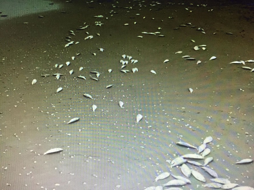 Cá chết trôi dạt gần 4km dọc bờ biển Hà Tĩnh