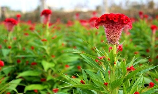 10g hạt giống thảo mộc tự nhiên đã được Việt Nam gửi sang JAXA để chuẩn bị đưa lên Trạm vũ trụ ISS.