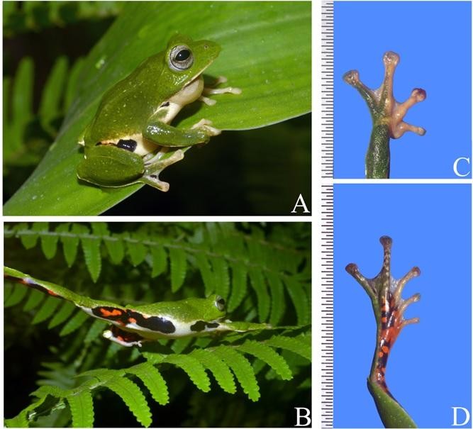 Hình thái loài ếch cây mới được phát hiện tại Quản Bạ, Hà Giang. Ảnh: Viện Hàn lâm KH&CN Việt Nam cung cấp.