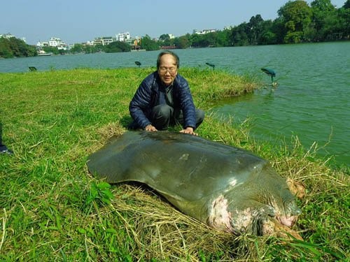 Tìm thấy một cá thể rùa Hoàn Kiếm ở Hà Nội