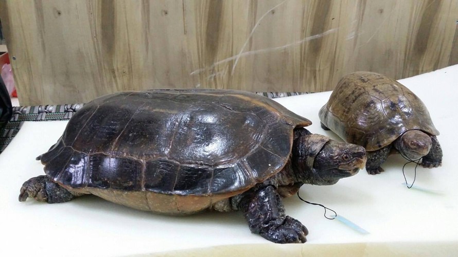 Thêm 2 cá thể rùa được xử lý theo phương pháp chế tác cụ rùa