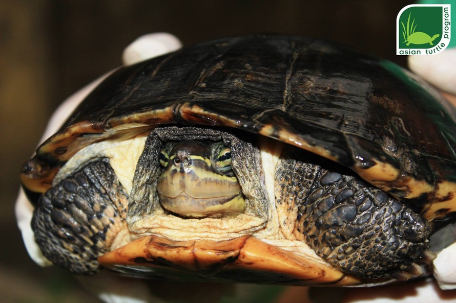 Hồng Kông bàn giao một cá thể rùa quý hiếm cho Việt Nam