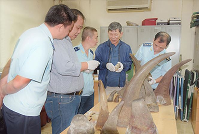 Tang vật 34 kg sừng tê giác vận chuyển từ Nam Phi về Việt Nam bị lực lượng hải quan thu giữ tại Cảng hàng không quốc tế Nội Bài ngày 12/10/2018