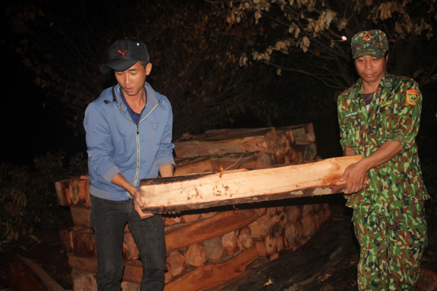 Gỗ được phát hiện trên ốc đảo ở huyện Ia Grai. Ảnh Nam Trần