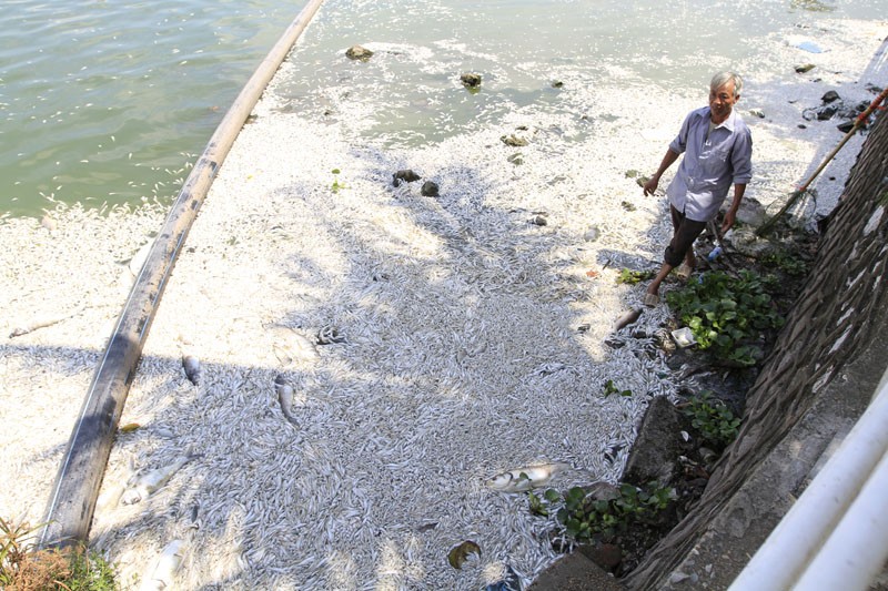 Hàng trăm bao tải chứa cá chết Hồ Tây tập kết ven đường