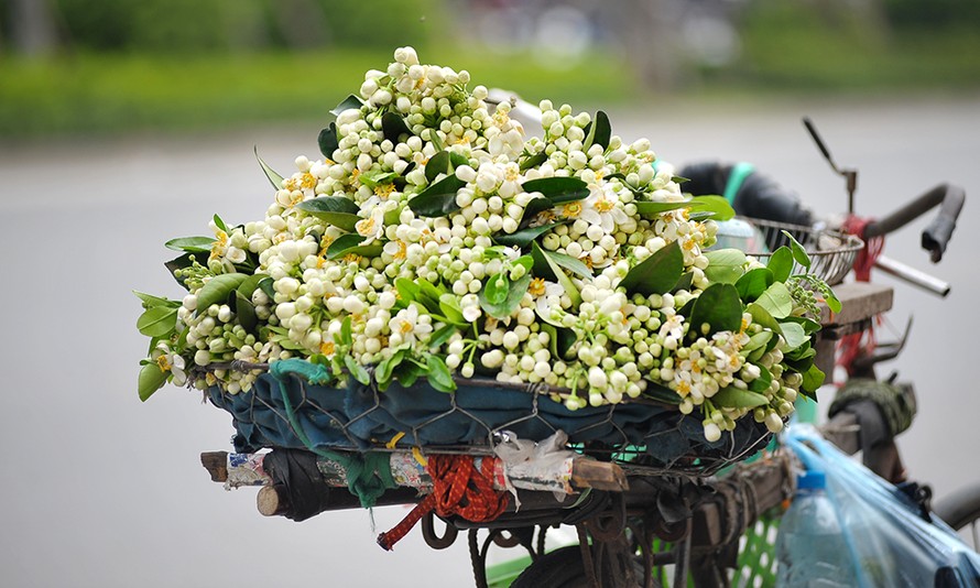 Đường phố Hà Nội ngát hương hoa bưởi