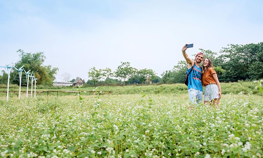 Giới trẻ, khách Tây rộn ràng chụp ảnh check-in cánh đồng hoa tuyết ở Hà Nội
