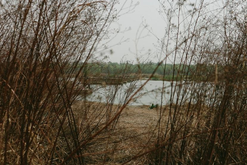 Cỏ mọc um tùm bên bờ sông Lạc ở Lạc Dương, Hà Nam.