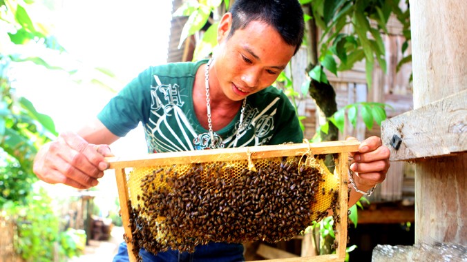 Anh Vàng Kim Cương giới thiệu cầu ong được gây đàn từ tổ ong rừng. Ảnh: Xuân Tùng