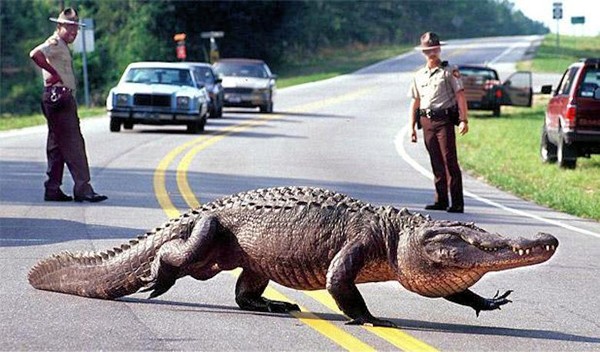 Con cá sấu bò qua đường, chắn ngang lối tẩu thoát của tên Calvin Rodriguez. Ảnh minh họa: Nccoast