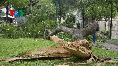 Nhánh cây lớn bất ngờ rơi xuống trúng hai mẹ con người bán hàng rong
