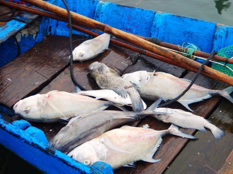 Cá nuôi đến kỳ thu hoạch bị chết hàng loạt gần cửa biển Lăng Cô (TT-Huế). Ảnh: T.Hòe