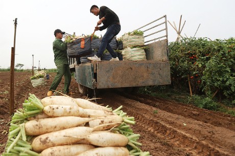 Củ cải trắng ở xã Tráng Việt được trồng theo chuẩn VietGap. Ảnh: Ngọc Thành