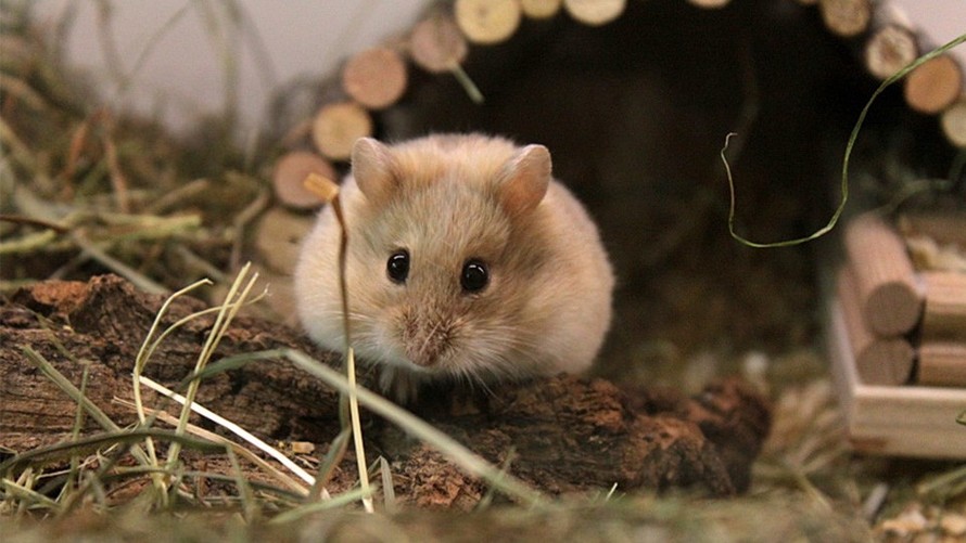 Ảnh Chuột Hamster Cute Dễ Thương Lí Lắc Đáng Yêu Nhất  TH Điện Biên Đông