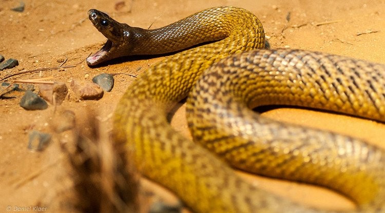 1001 thắc mắc: Loài rắn nào có nọc độc giết chết 100 người cùng lúc?