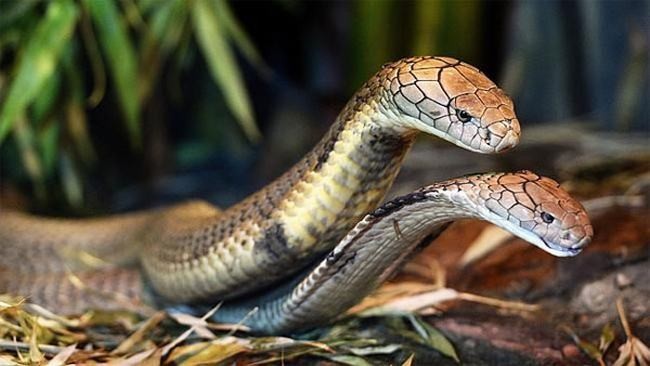 1001 thắc mắc: Loài rắn sát thủ nào biết rung chuông?