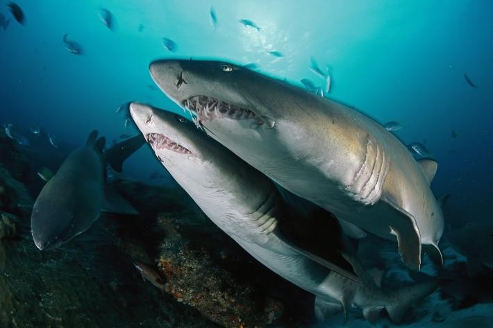 Cá mập hổ cát (Carcharias taurus) là loài duy nhất trong tự nhiên được biết đến với tập tính giết hại "anh chị em" .