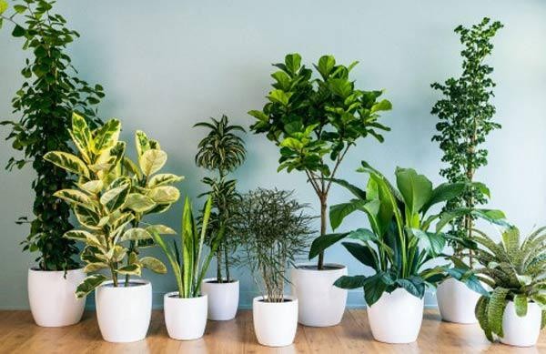 Cách chăm sóc cây cảnh thế nào sau dịp Tết để vẫn đẹp đến năm sau?