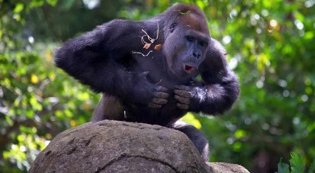 1001 thắc mắc: Giải mã hành vi vỗ ngực đồm độp của khỉ đột