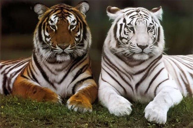 1001 thắc mắc: Loài hổ nào to nhất thế giới? 