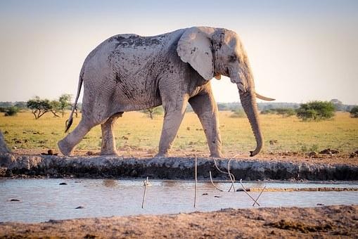 1001 thắc mắc: Vì sao voi có thể toát 500 lít mồ hôi mỗi ngày?