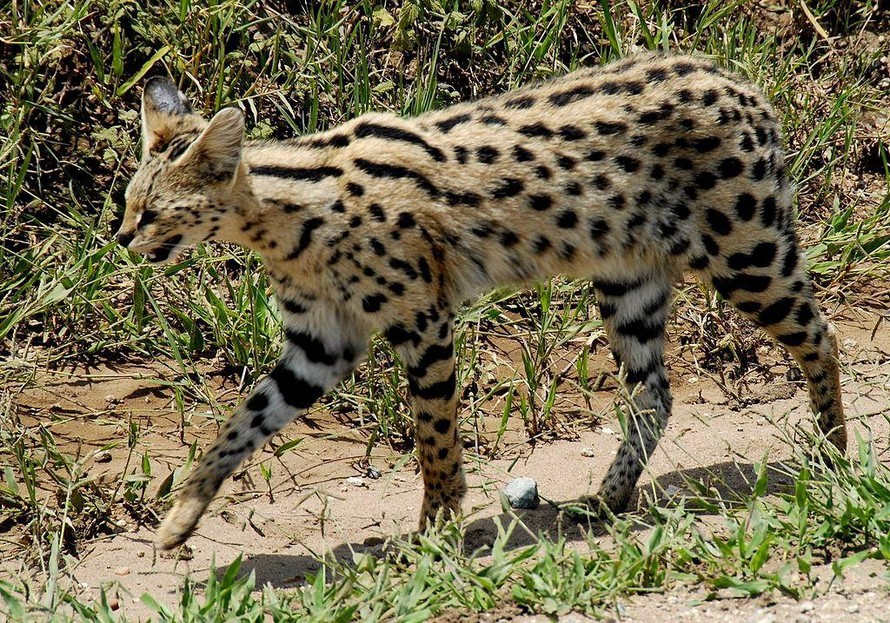 1001 thắc mắc: Loài mèo nào chạy nhanh chỉ sau báo cheetah?