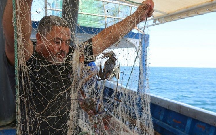 Ngư dân đánh bắt cua xanh trên vùng biển ngoài khơi Tunisia. (Nguồn: AFP).