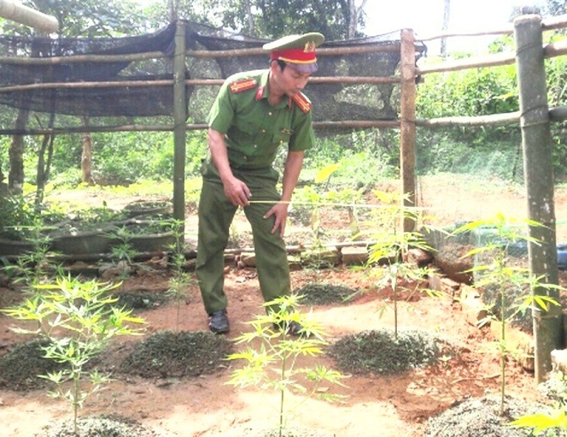 Công an phát hiện cây cần sa được trồng trái phép tại vườn nhà Lê Văn Công.