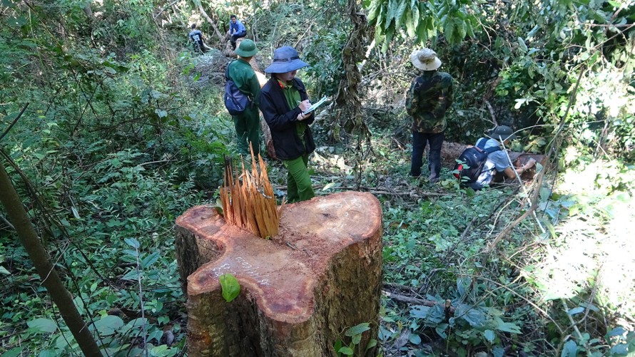 Hiện trường vụ khai thác gỗ trái phép tại khu Bảo tồn thiên nhiên Ea Sô