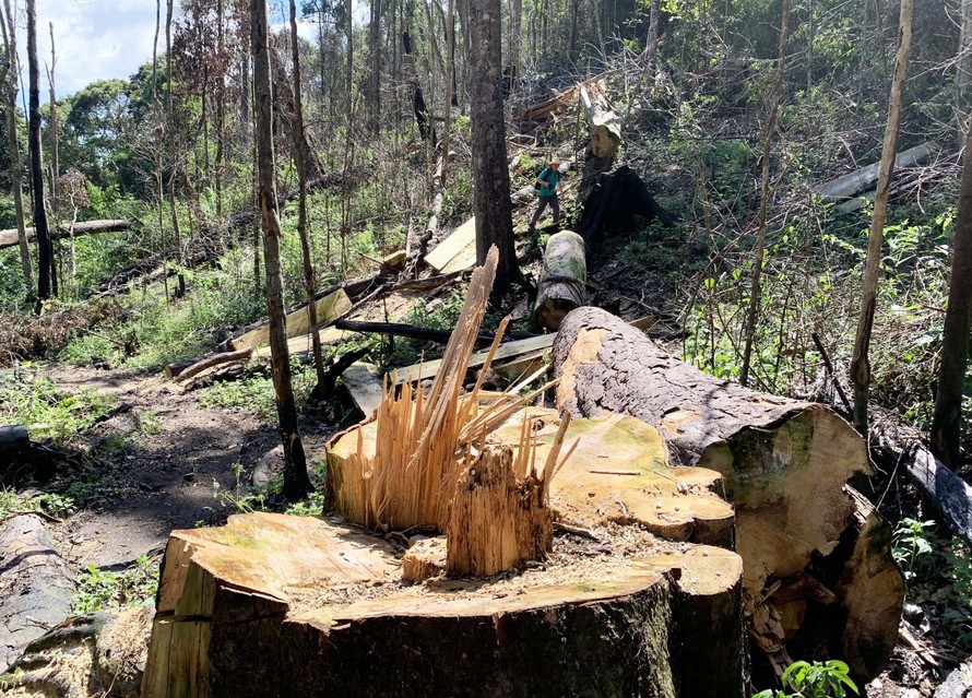 Hiện trường vụ phá rừng ở TK 249