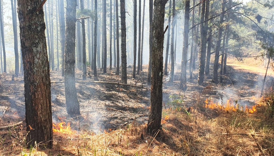 Cháy thực bì rừng thông, trong khi mức cảnh báo nguy cơ cháy rừng đang ở cấp 5 