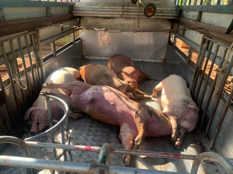 Hiện trường vụ mua lợn chết về xẻ thịt đem bán