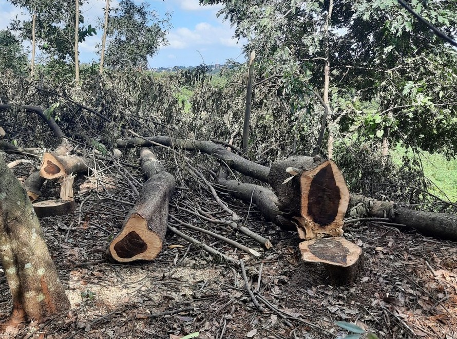 Nhiều cây gỗ muồng có đường kính từ 20 đến 40cm bị đốn hạ