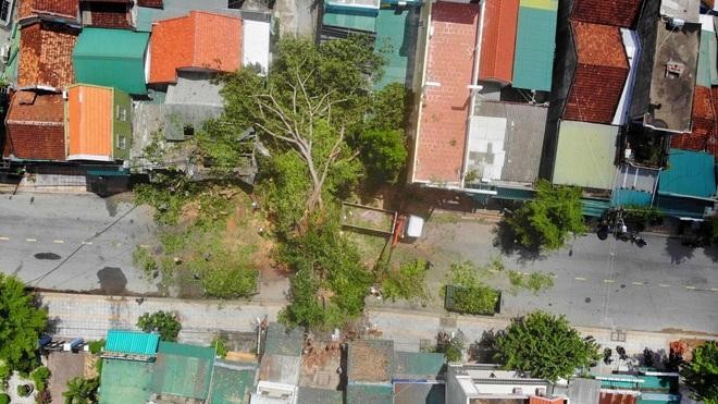 Cây đa 'khủng' bật gốc bịt kín cửa ngõ, xe cẩu vật vã 4 ngày vẫn... bó tay