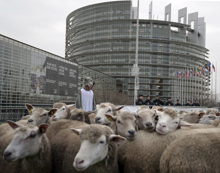 Hàng trăm con cừu... 'biểu tình' ở Pháp