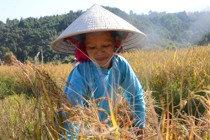 Rộn ràng mùa gặt ở Bình Liêu