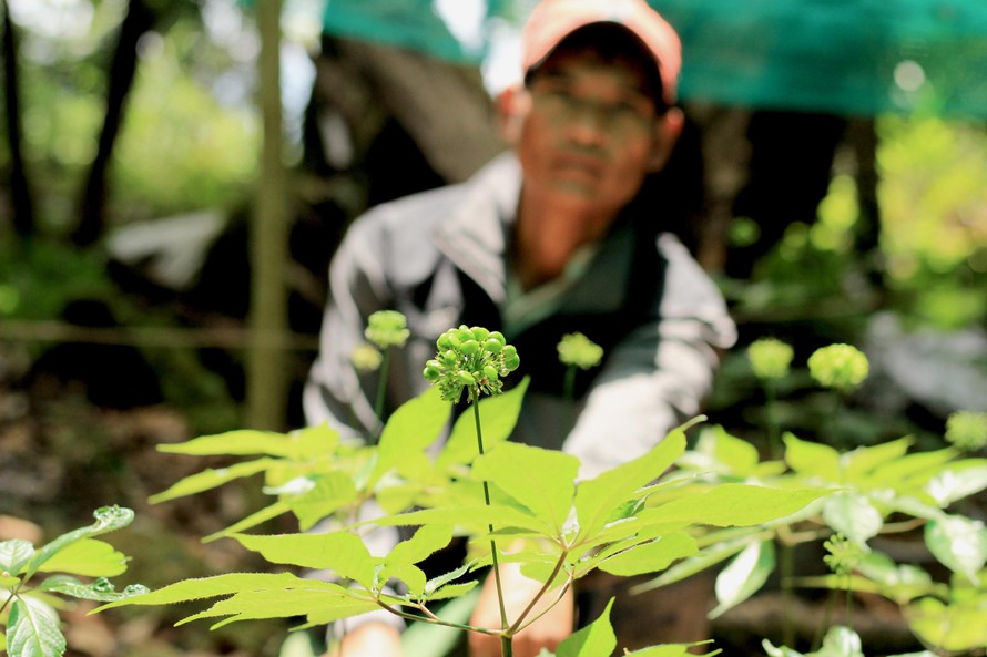 Quả sâm Ngọc Linh sẽ được người đồng bào Xê Đăng (huyện Tu Mơ Rông, tỉnh Kon Tum) chăm sóc để lấy hạt, nhân giống, trồng dưới tán rừng già