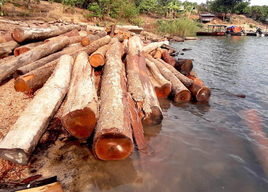 Hàng trăm cây gỗ đã bị đốn hạ, tập kết tại bờ sông Sê San