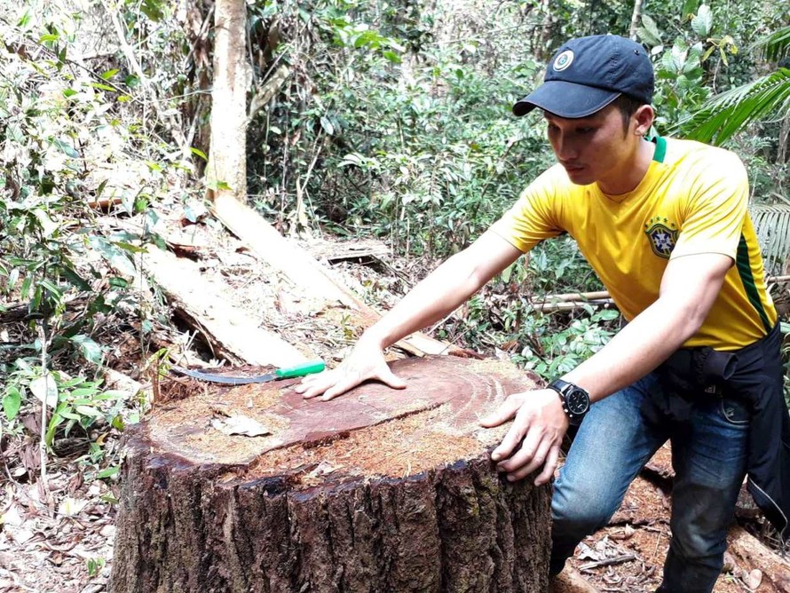 Hàng chục thân gỗ 1 người ôm bị cắt hạ dọc núi thuộc lâm phần của xã Đắk Ruồng quản lý
