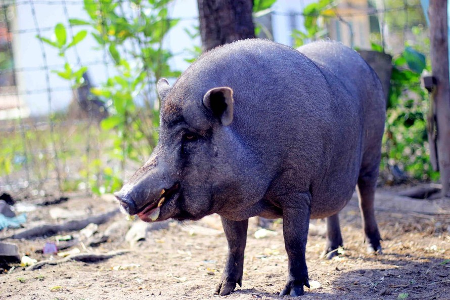 Con lợn đực được người dân nuôi nhiều năm mọc nanh như lợn rừng