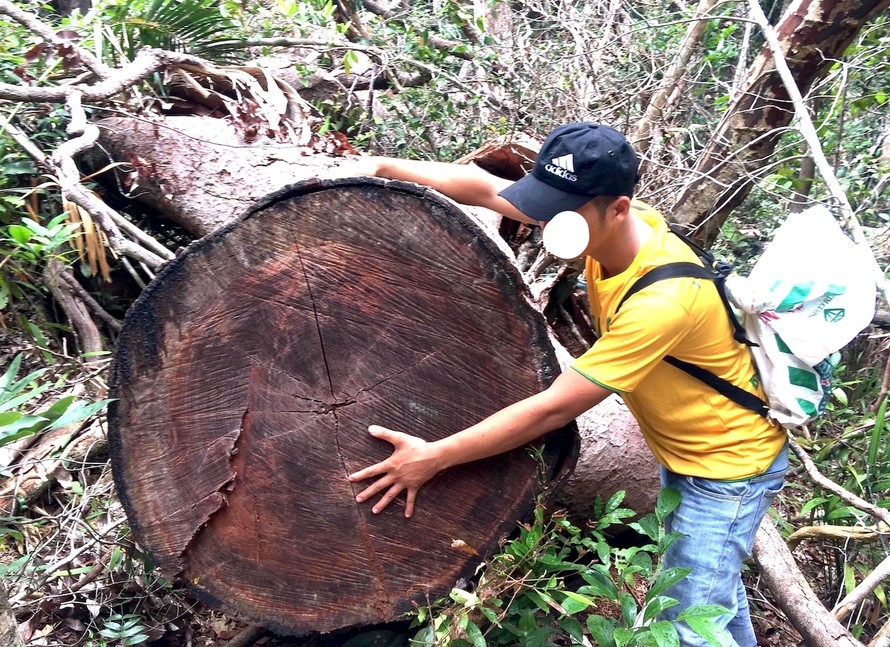 Phóng viên Tiền Phong phát hiện cánh rừng ở xã Ia Tul, huyện Ia Pa, Gia Lai bị lâm tặc tàn phá