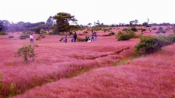 Việc triển khai dự án tổ hợp sân golf Đắk Đoa vẫn giữ lại được 8 ha đồi cỏ hồng? - Ảnh: Báo Đất Việt