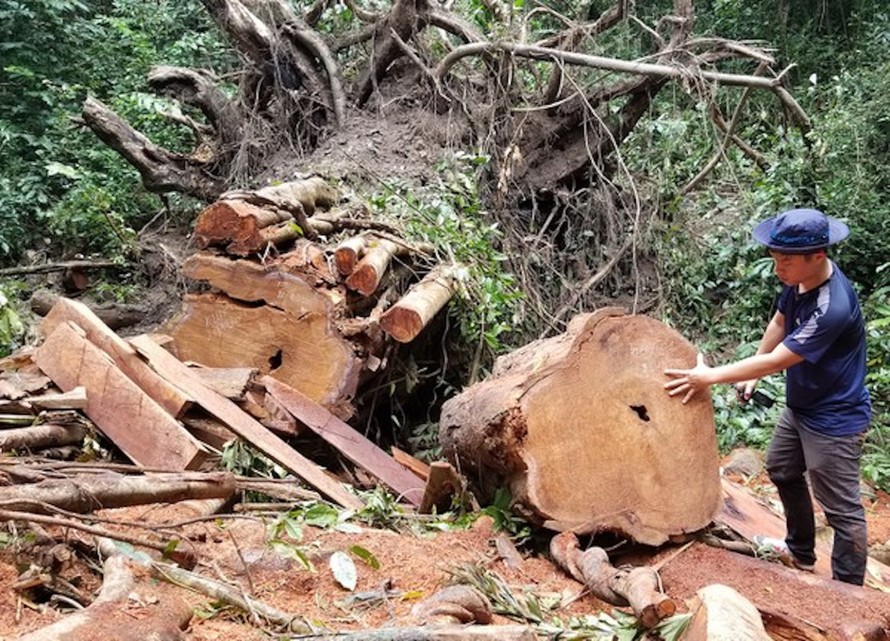 Hiện trường vụ lâm tặc đốn hạ 4 cây giáng hương cổ thụ tại huyện Kbang vào cuối năm 2020.