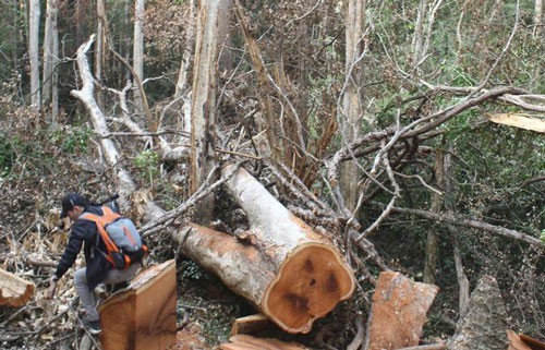 Bộ Công an bắt vụ phá rừng lớn tại Vườn quốc gia Yok Đôn