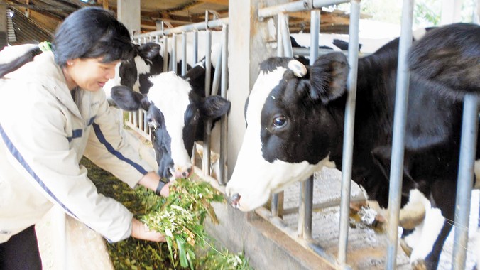 Một số hộ nông dân đang tìm phương án bán đàn bò sữa.