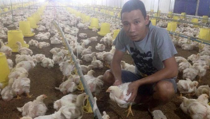 Mô hình trang trại chăn nuôi gà khép kínmo hinh trang trai chan nuoi ga  khep kin