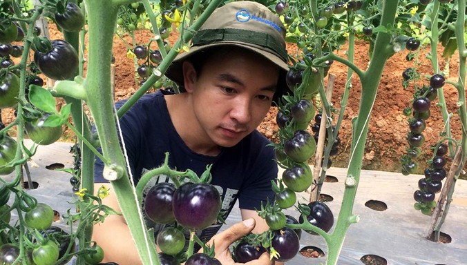 Anh Đăng trong vườn cà chua đen của mình.