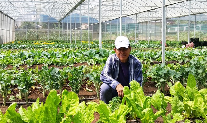 Ông Low Kok Chiang trong trang trại rau.
